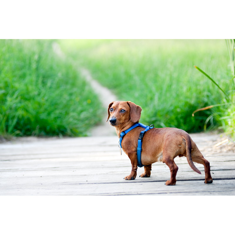 Dachshund Looking Back At Camera - Wrapped Canvas Print, 20cm H x 30cm W