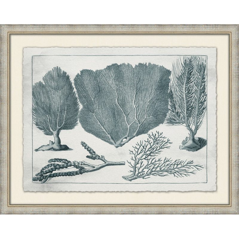 Aquatic Specimines 3 - Cadre photo, impression sur papier