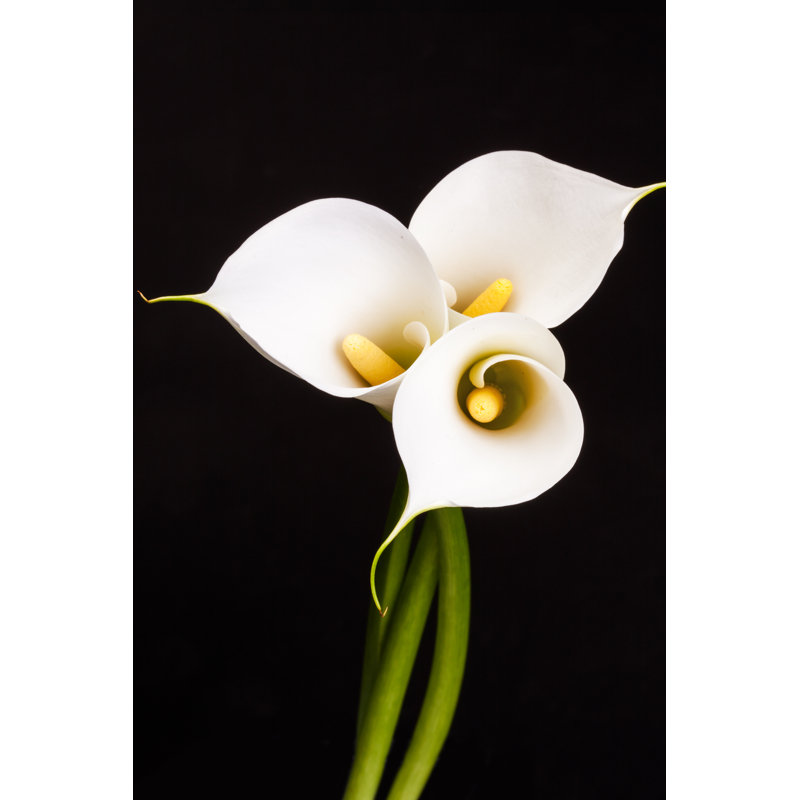Lashika White Calla Lilies - Wrapped Canvas Print, 46cm H x 30cm W 3.8cm D