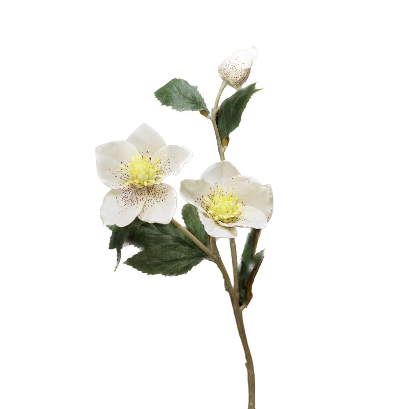 Hellebore with bud, White