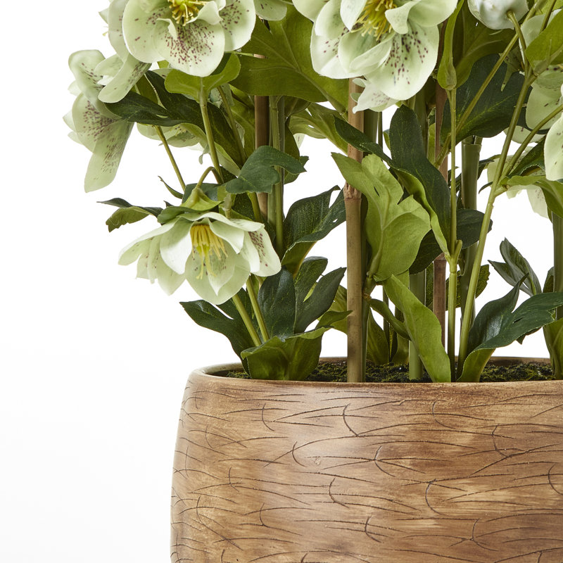 Large Hellebore in Taupe Pot, Green, Brown