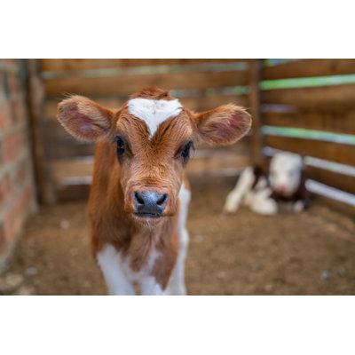 Beautiful Calf Looking at The Camera at a Farm by Andresr