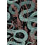 Murale de fond d'écran de serpents serpents-1083832173