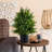 22'' Faux Cedar Tree in Pot