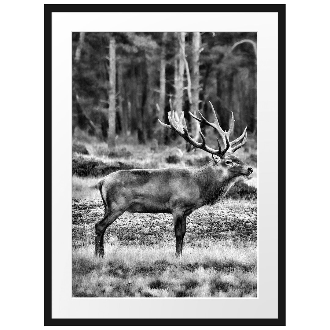 Gerahmtes Poster Hirschfamilie auf Waldlichtung