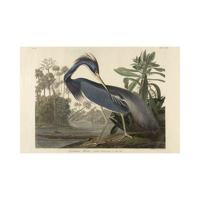 Louisiana Heron, 1834 by Robert The Younger Havell - Wrapped Canvas Painting