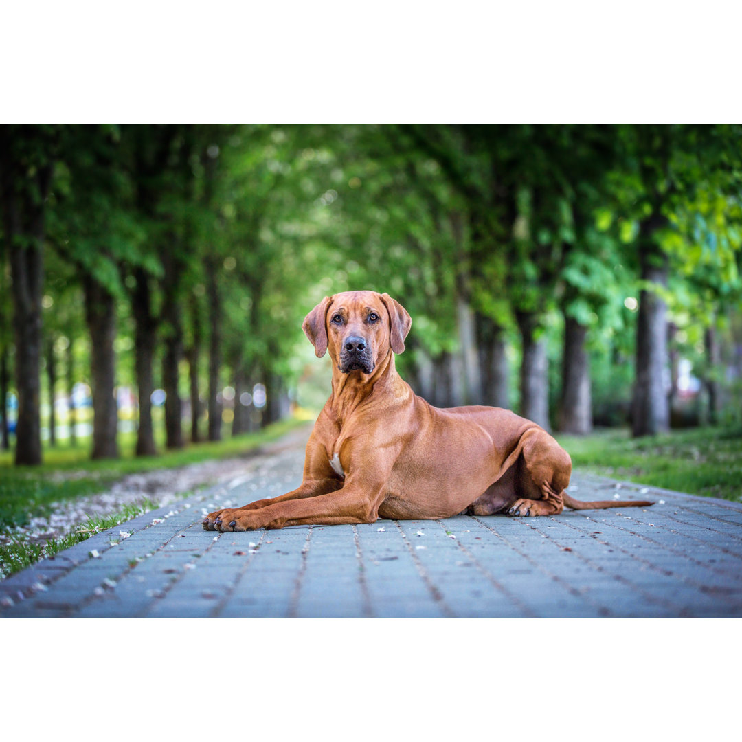 Leinwandbild Portrait of a Sitting Rhodesian Ridgeback Dog von Asya Pozniak