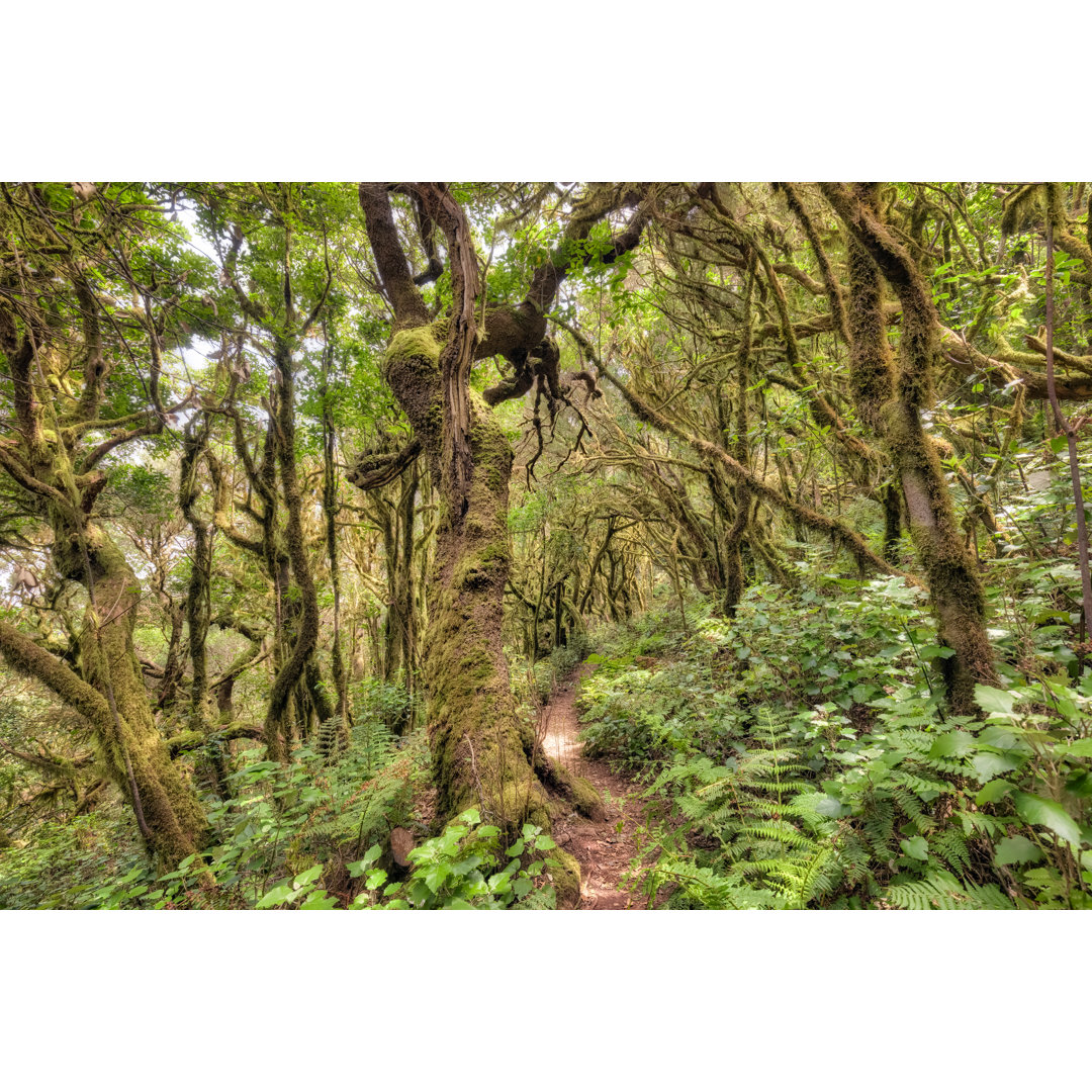 Laurisilva / Nebelwald " Monteverde " Im Garajonay National Park In La Gomera / Spanien von Cinoby - No Frame Print on C...