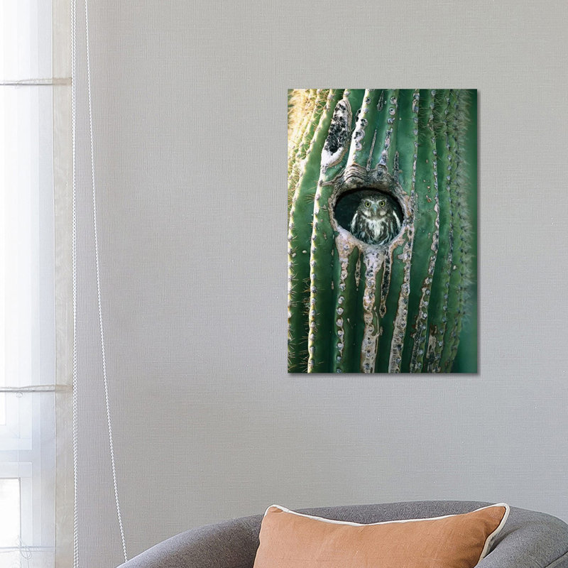 Ferruginous Pygmy Owl Adult Peering Out Form Nest Hole In Saguaro Cactus, Altar Valley, Arizona by Tom Vezo - Wrapped Canvas Print