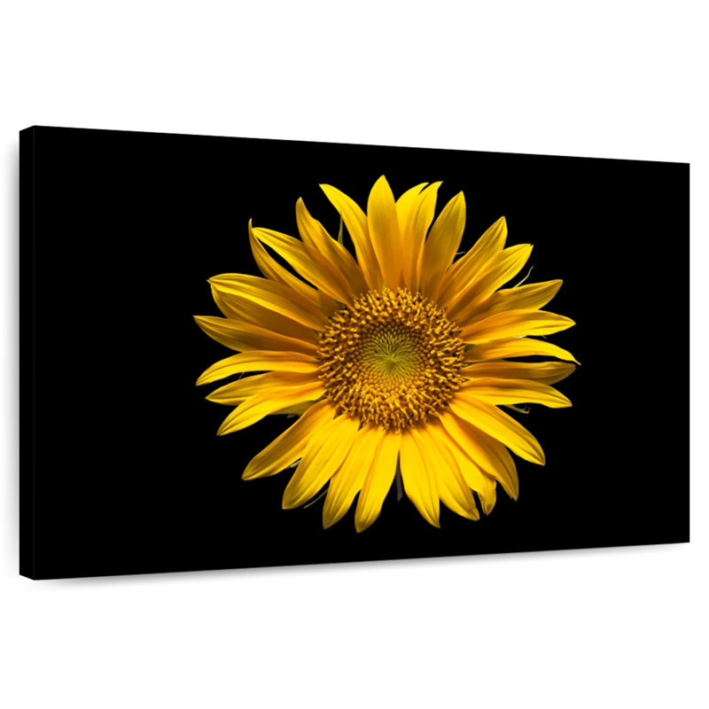 Harnek tournesol sur fond noir, H 24 po x l 36 po