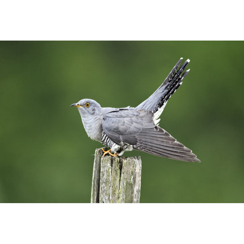 Cuckoo, Cuculus Canorus by Mike Lane 45 - Wrapped Canvas Print, 81cm H x 122cm W x 3.8cm D