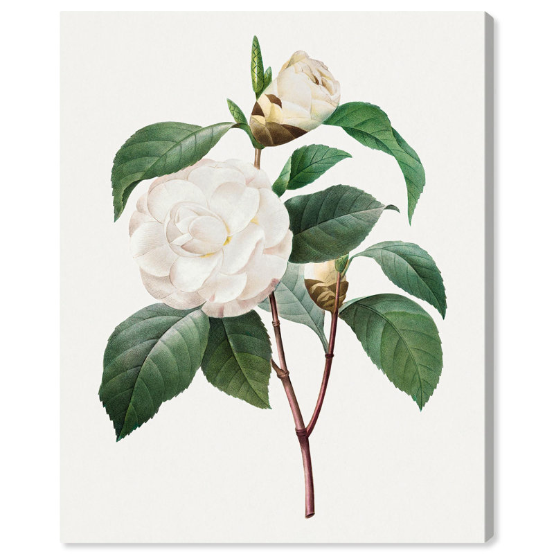 Toile de camélia blanc par Art Remedy, H 24 po x l 20 po, Sans cadre, Impression sans cadre