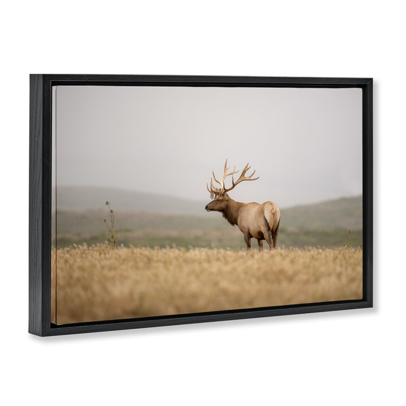  Photographie flottante «Tule Elk» par Crystal Lynn Collins, H 17 po x l 25 po, Cadre flottant noir de jais