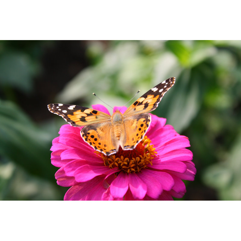 Photographie de papillon sur toile, H 20 po x l 30 po