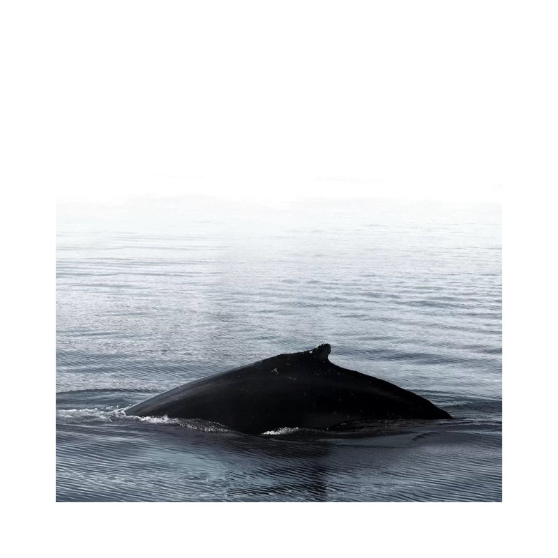 Whale Song III Blue Iceland Square by Monika Strigel - Wrapped Canvas Print, 30.48 cm H x 30.48 cm W