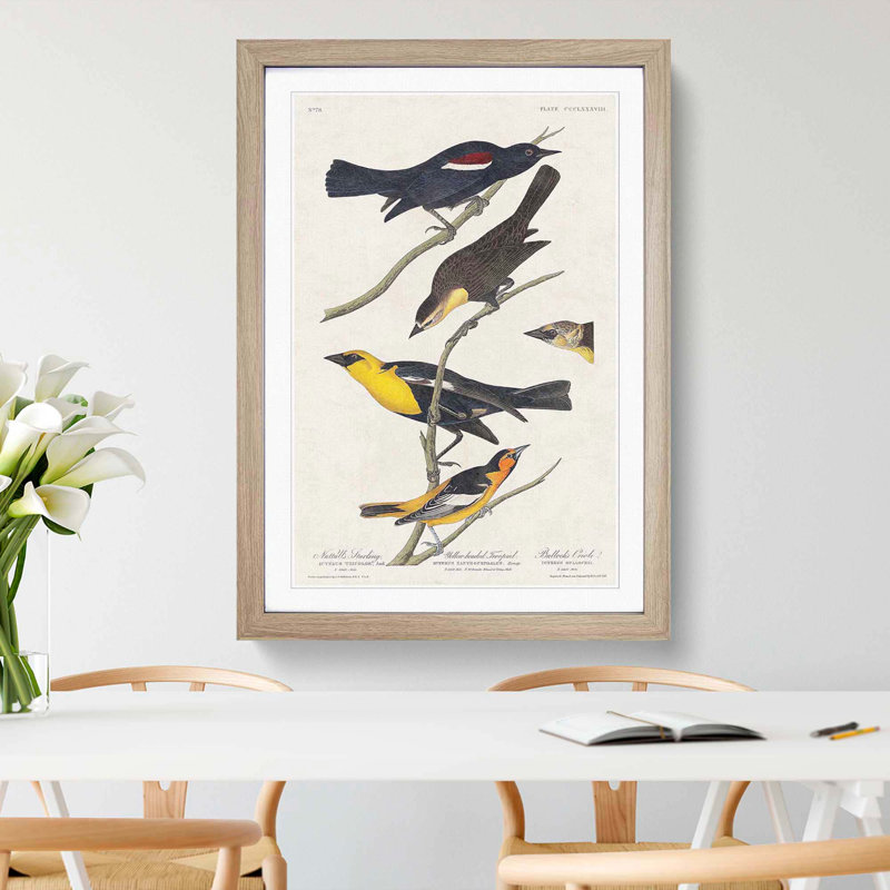 An Assortment Of Birds by John Audubon - Single Picture Frame Painting, 45cm H x 33cm W x 2cm D, Oak Framed