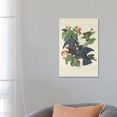 White-crowned Pigeon, 1833 1 Piece Wrapped Canvas Wall Art