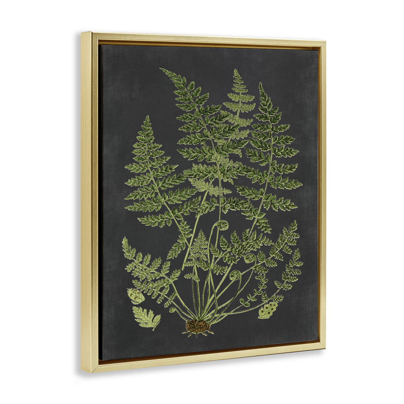 Scientific Botanical Fern Drawing, Metallic Gold Floater Frame, 17" H x 21" W