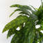 Artificial Foliage Plant in Pot Liner-124076063