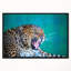 «Wild Leopard Close up View», impression-26686725-35062504