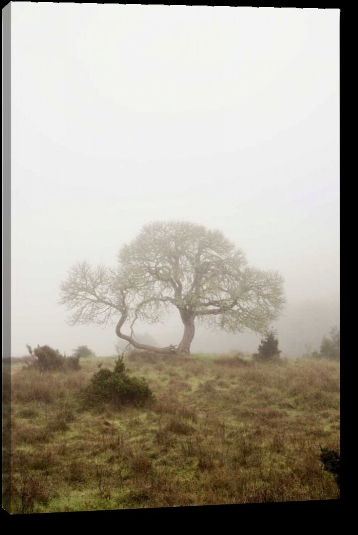 WexfordHome Misty Road by Lars Van de Goor Photographic Print on Wrapped Canvas