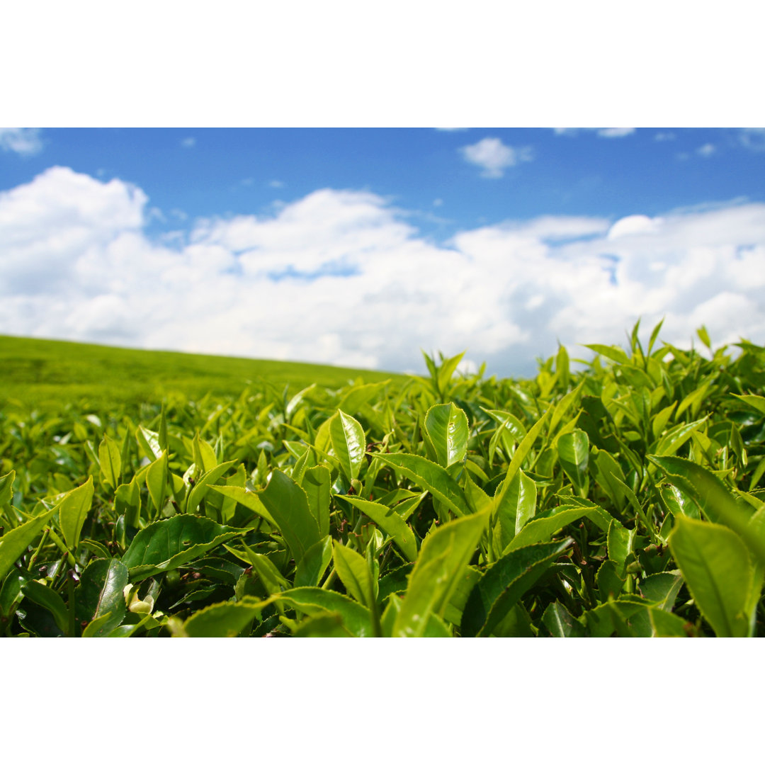 Teeplantage von Micheldenijs - Drucken