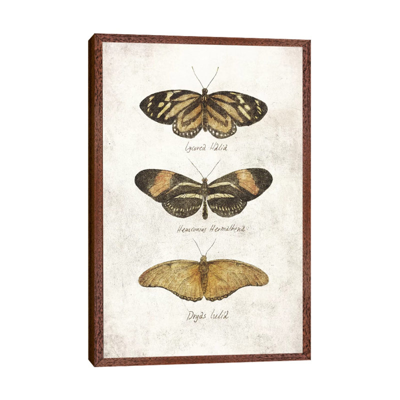 Butterflies III by Mike Koubou - Print on Canvas, Classic Brown Wood Framed, 101.6cm H x 66.04cm W x 3.81cm D