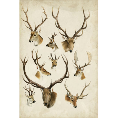 Western Animal Species II - Painting on Canvas