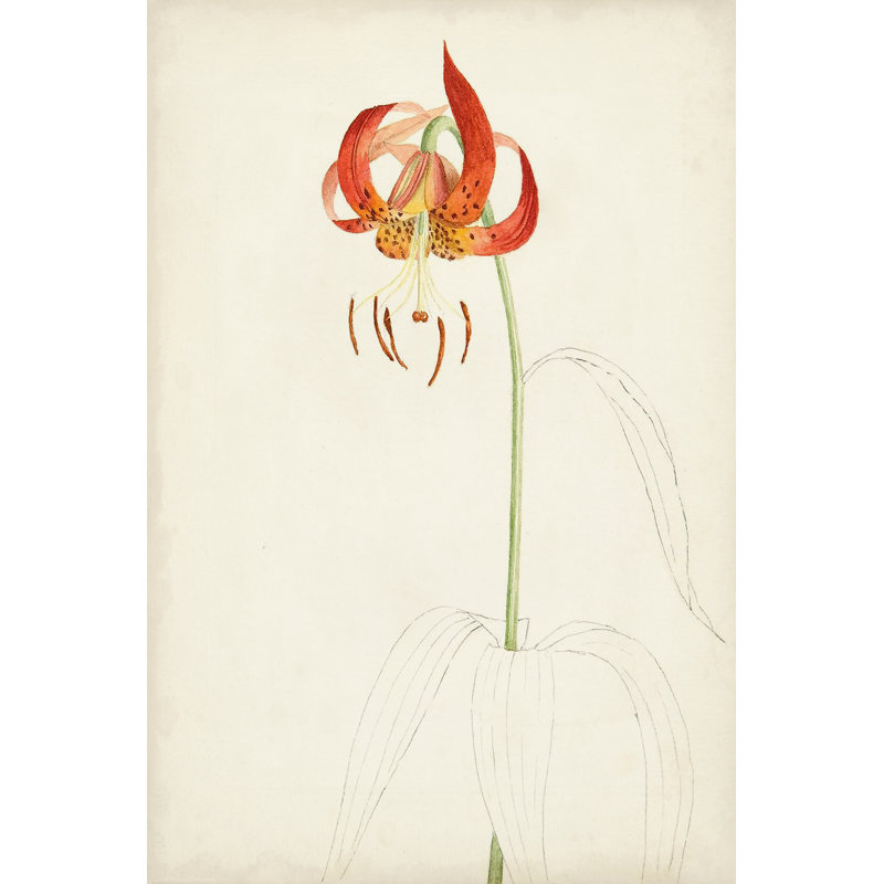 Botanical Sketches I - Graphic Art Print, 46 cm H x 30 cm W, Wrapped Canvas