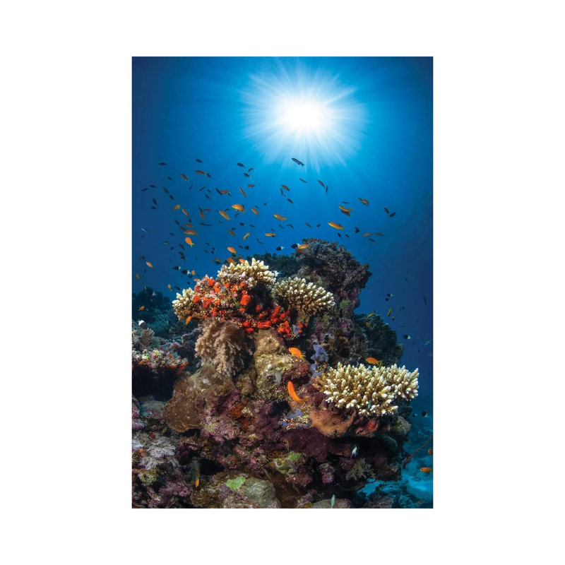 Reef AndSunshine by Barathieu Gabriel - Wrapped Canvas Print, 20.32 cm H x 30.48 cm W