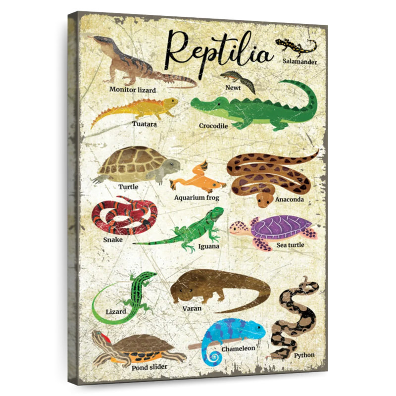 Brampt Reptile Species Chart, 24" H x 16" W