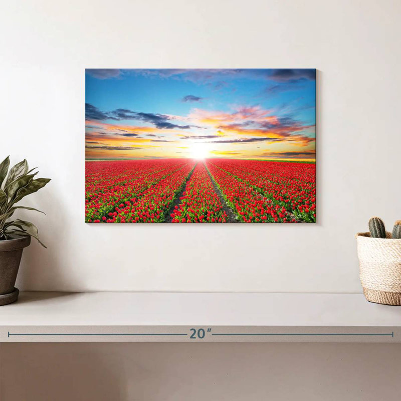 Harnek Tulip Field Sunshine