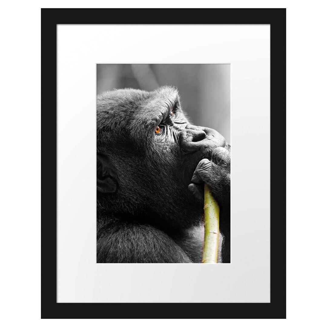 Gerahmtes Poster Stolzer Gorilla isst