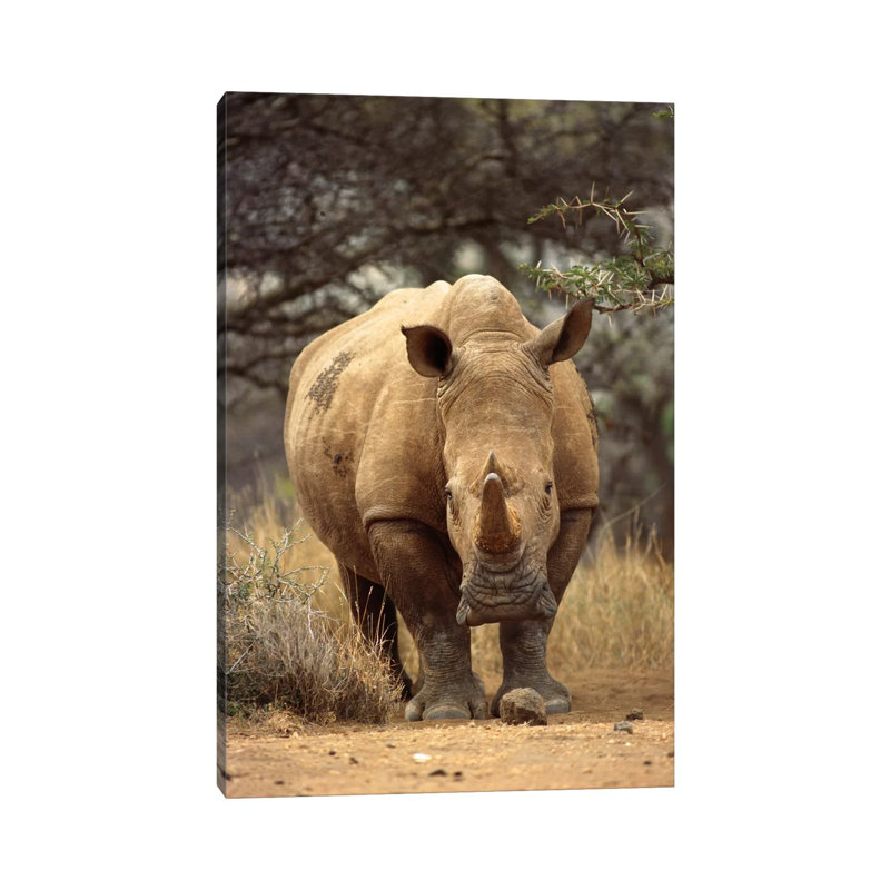 White Rhinoceros Female, Lewa Wildlife Conservancy, Kenya 1 Piece Wrapped Canvas Wall Art, 20.32 cm H x 30.48 cm W