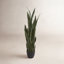 Snake Plant in Pot