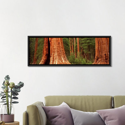" Giant Sequoia Trees In A Forest, California, USA "