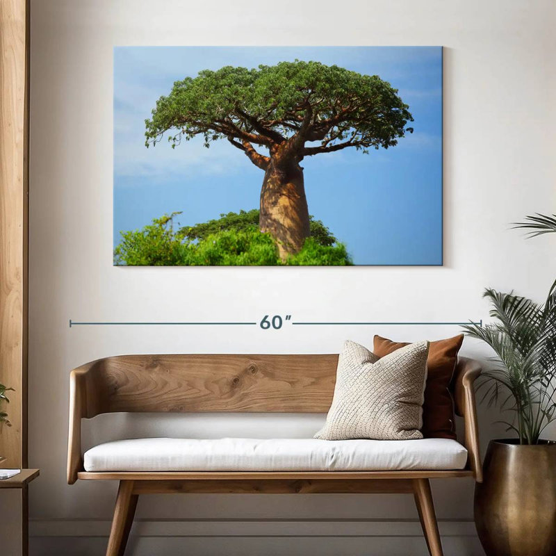 Baobab africain, H 32 po x l 48 po