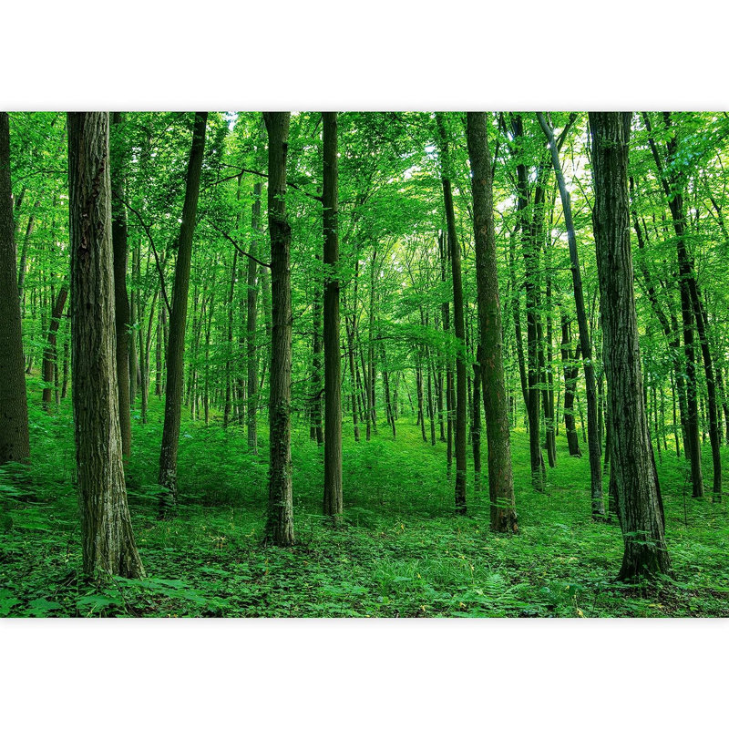 Adhésif mural vert forêt vibrante, L 100 po x l 144 po