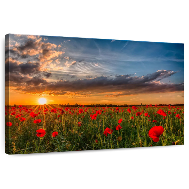 Champ de fleurs de coquelicots Alvord, H 16 po x l 24 po