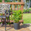 Schefflera Capella in Nursery Pot