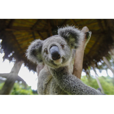 Australian Koala 1 Piece Wrapped Canvas Wall Art