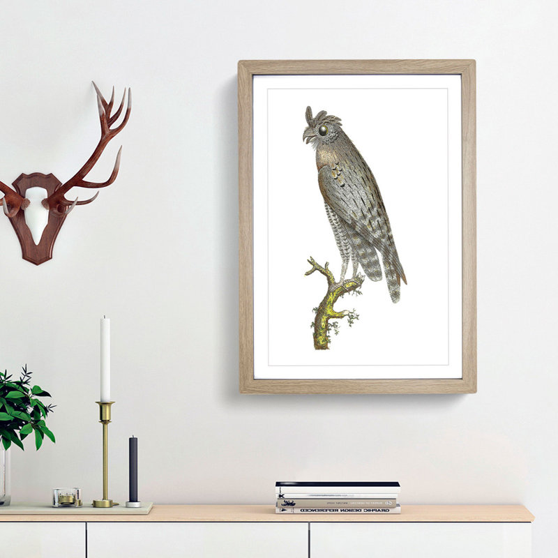 Least Horned Owl by George Shaw - Framed Print, 36cm H x 27cm W x 2cm D, Oak Framed