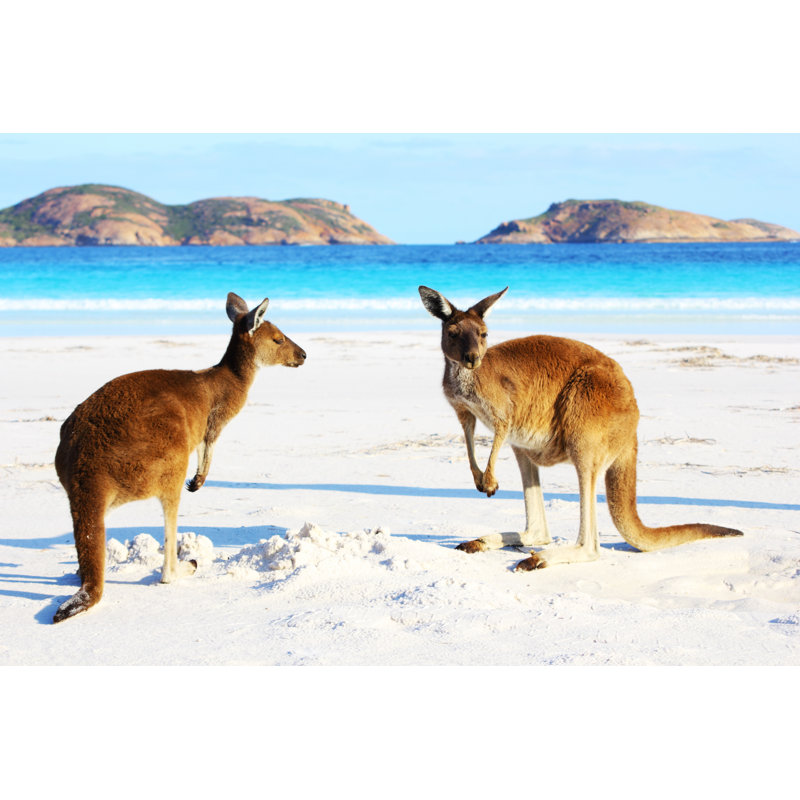 Two Playful Kangaroos Relaxing On Beach, Cape Le Grand, 30cm H x 46cm W