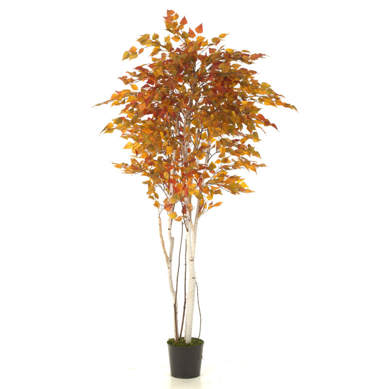 Bambou Kanode en pot