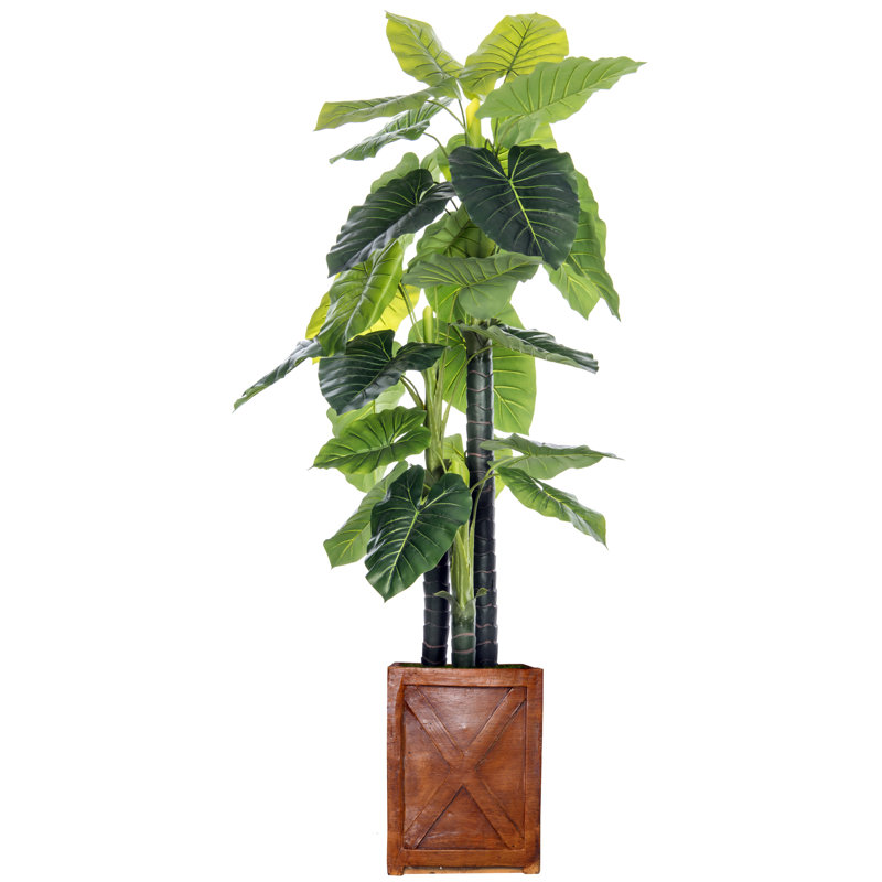 Arbre d'oreille intérieur / extérieur Panama