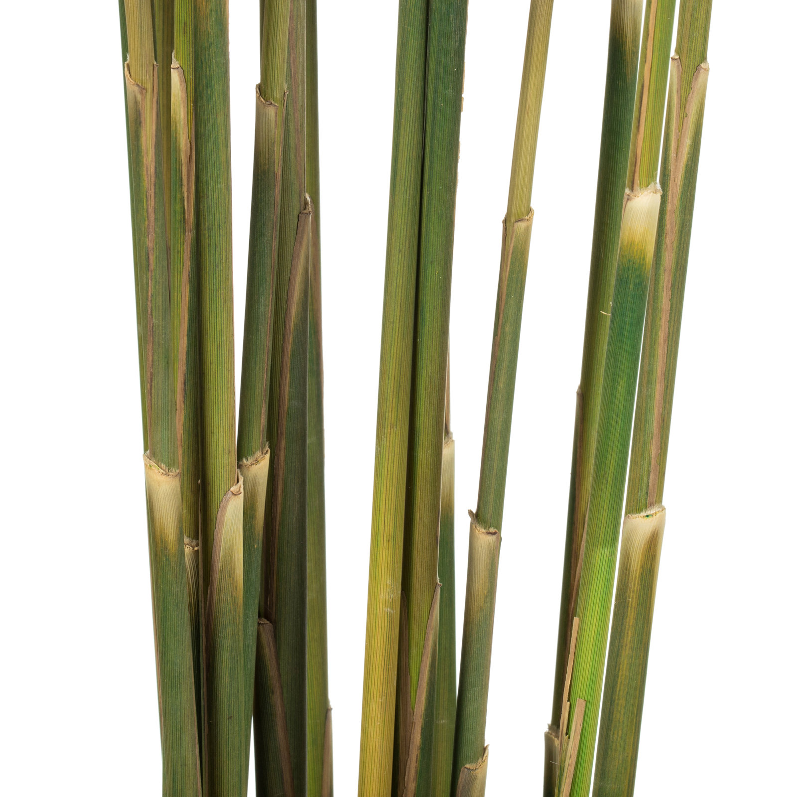 Zellmer Preserved Reed Stems, Green
