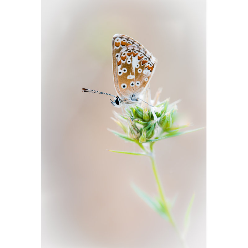 Small Butterfly - Wrapped Canvas Print, 91cm H x 61cm W x 3.8cm D