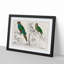 Parrots by Oliver Goldsmith - Framed Print-55578369-55578371