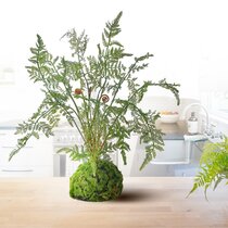 Wayfair  Moss Faux Plants You'll Love in 2024