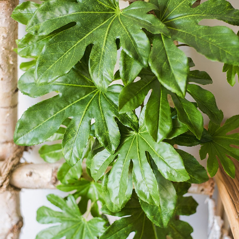 Branche de feuille de fatsia